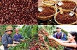 Xây dựng chính sách đặc thù mới để phát triển Tây Nguyên